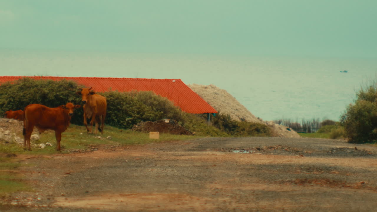 Cows by the ocean