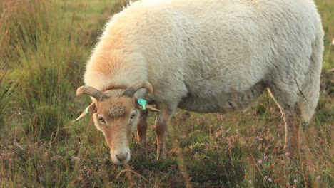 buck with horns grazing in heather moorland landscape zooming out revealing other sheep grazing around with an orange glow on the misty dew drop rich sunrise