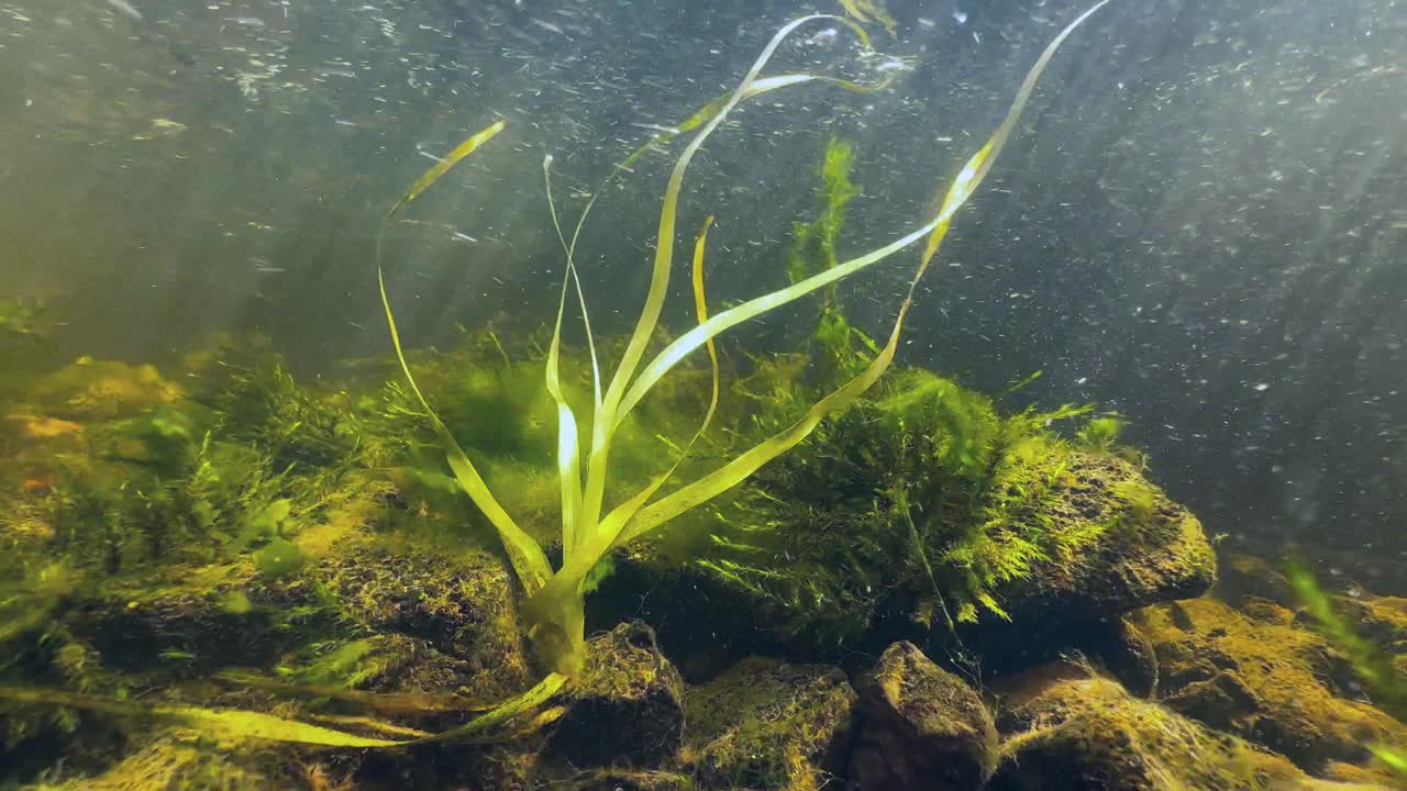 Close-up Underwater shot of European bur-reed (Sparganium emersum) in a shallow stream