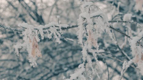 fresh frost on branches with dry seeds in wood slow motion