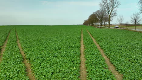 Growing-farm-field-in-USA-beside-empty-road-with-leafless-trees-in-spring-season