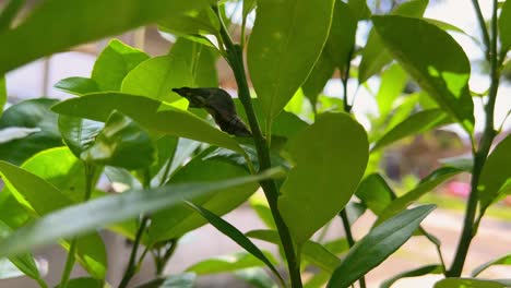 capullo de oruga verde en las plantas