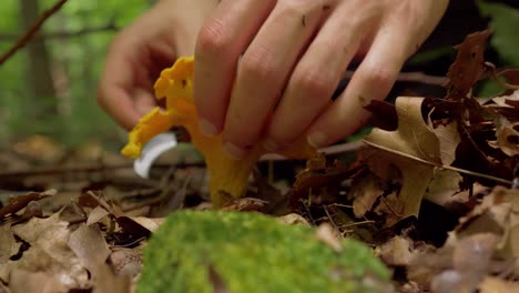 macro closeup of hands picking up chanterelle mushroom, cut off bottom with knife and dust off dirt, static, day