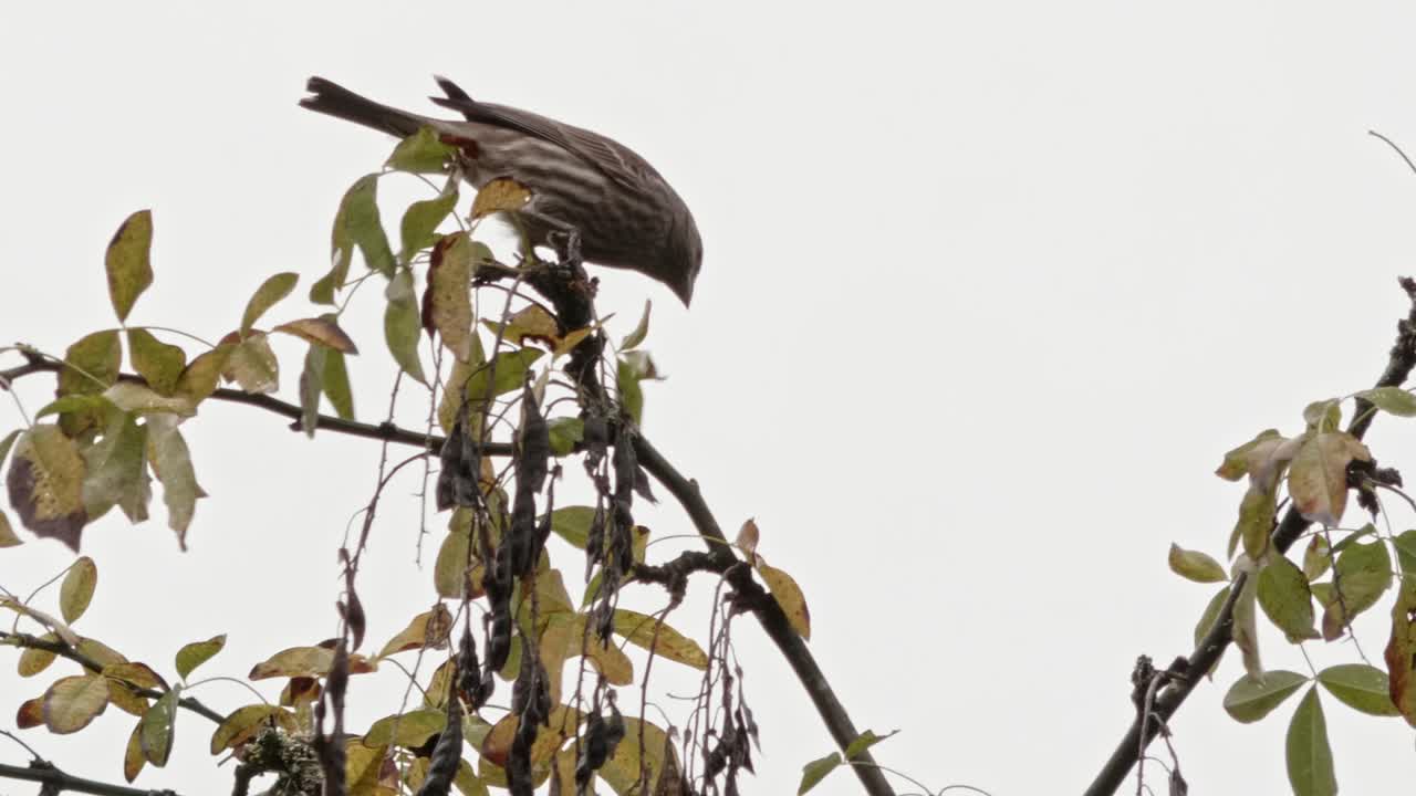 ha llegado el otoño, un pinzón hembra se yergue contra el viento y luego salta por una rama y picotea el árbol