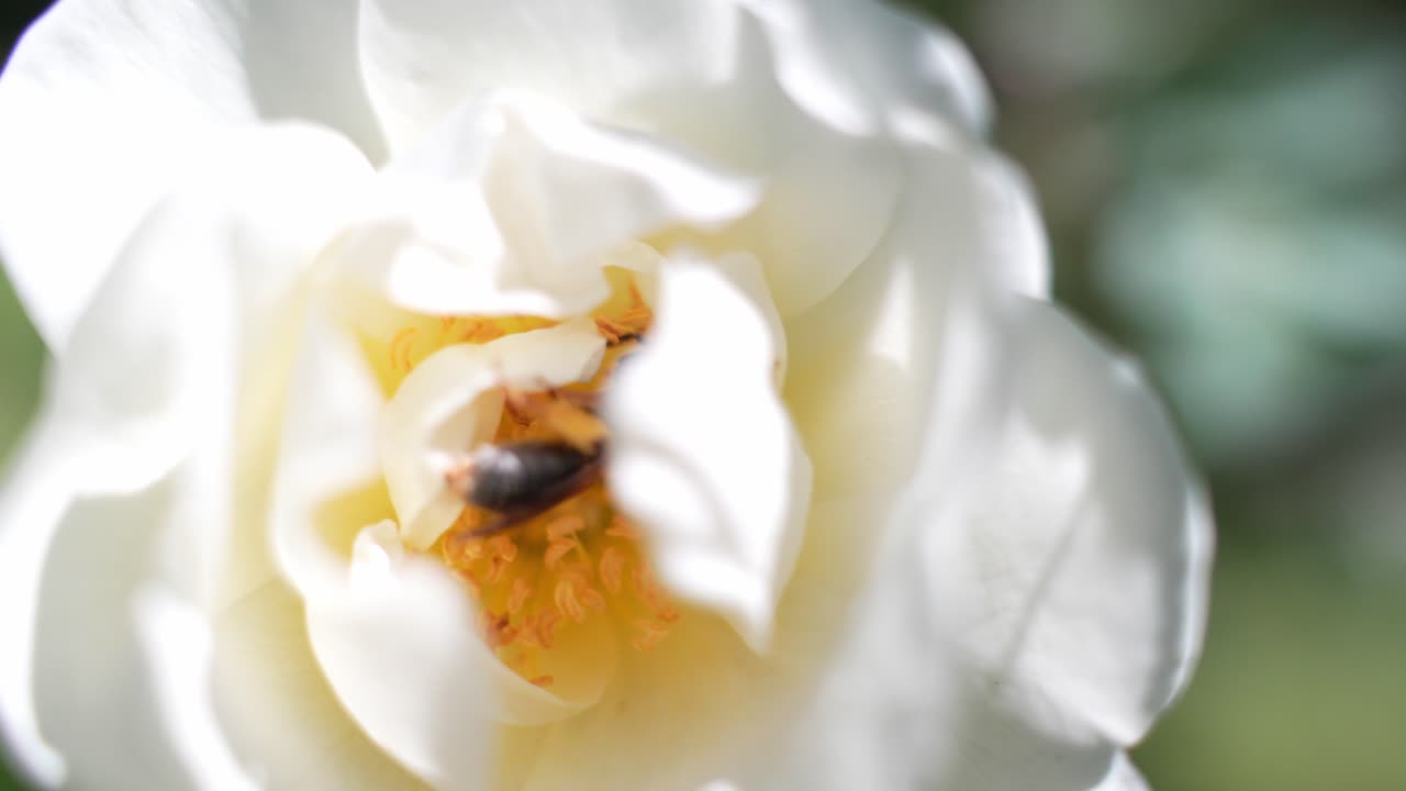primer plano macro de abeja chupando néctar dentro de burnett rosa blanca, día soleado