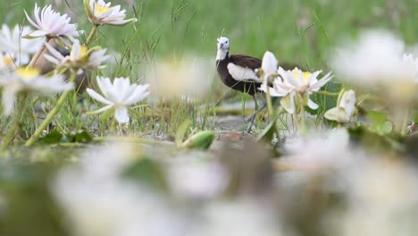 jacana de cola de faisán en el área de humedales por la mañana