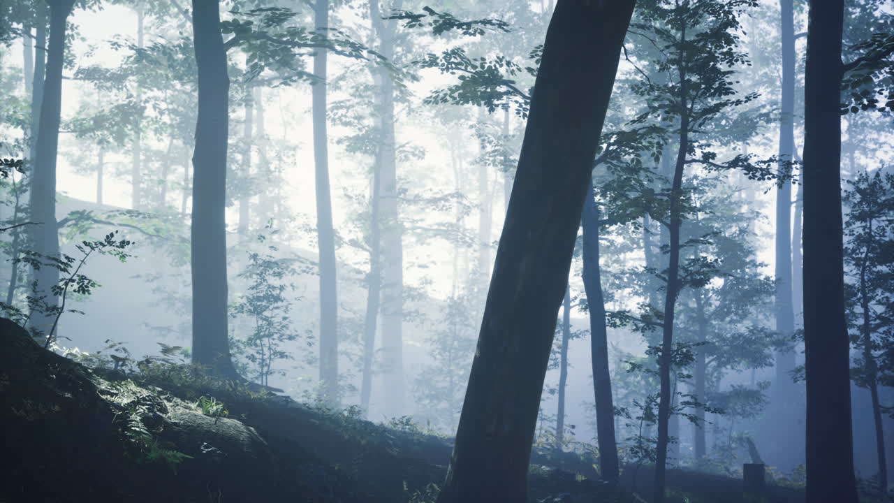 Misty forest landscape with sun rays filtering through trees in morning light
