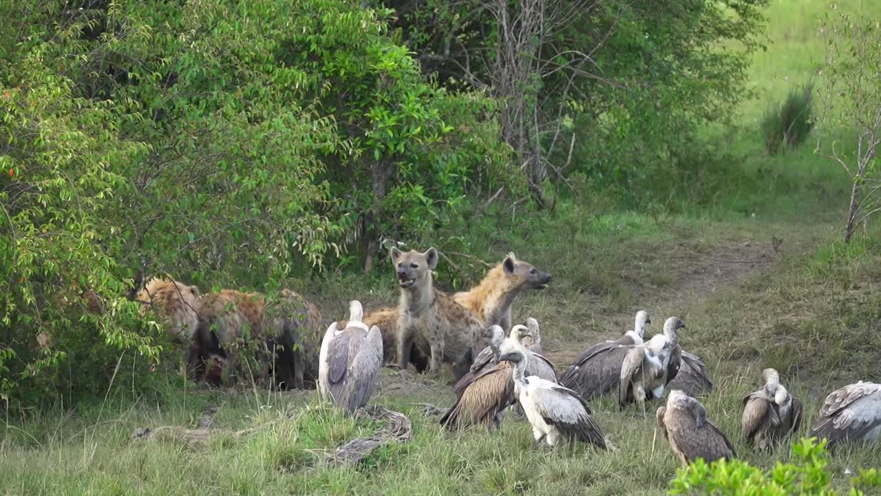 하이에나는 사체로 먹이를 먹고 독수리는 근처에서 기다리고 있습니다. 아프리카 사파리