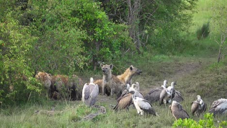 Hyenas-feeding-on-carcass-as-vultures-wait-nearby--African-safari