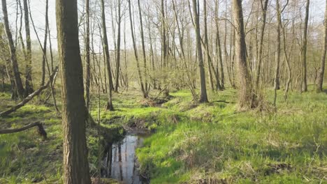 An-Einem-Sonnigen,-Ruhigen-Tag-Friedlich-In-Einem-Natürlichen-Wald-Mit-Wasserstrahl-Spazieren-Gehen