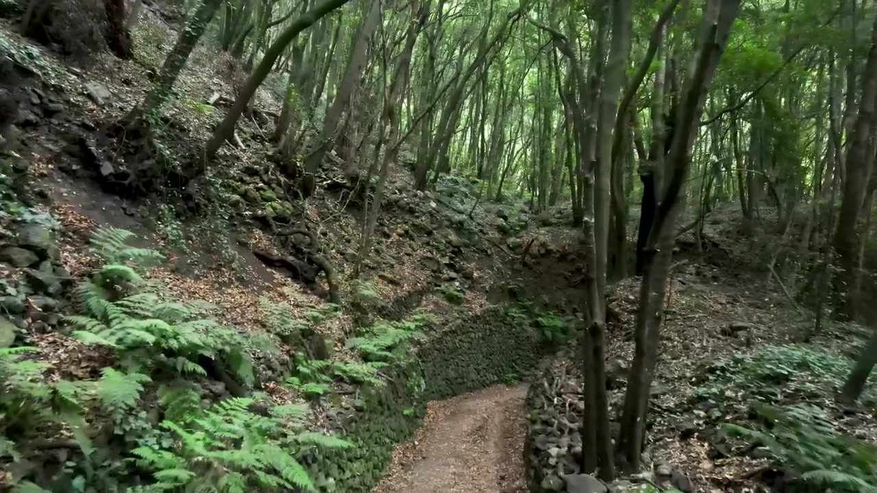 Video footage entering the path of a laurisilva forest in Los Tilos, La Palma, on the Canary Islands