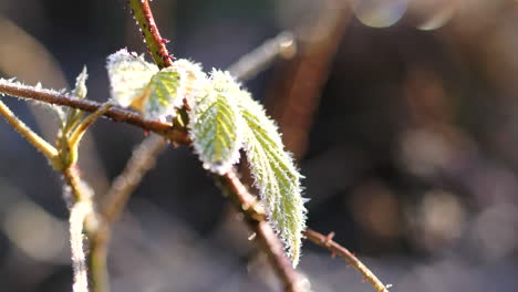 Close-rotating-shot-of-green-frosty-leaves-on-branches-in-sunlight