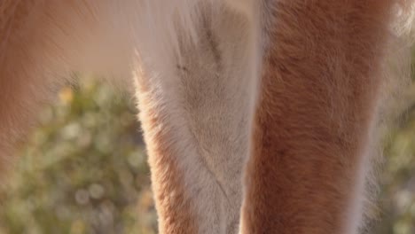 super closeup showing the two padded toed feet of a guanaco and tilt up to reveal the brown fur as it blows in the wind