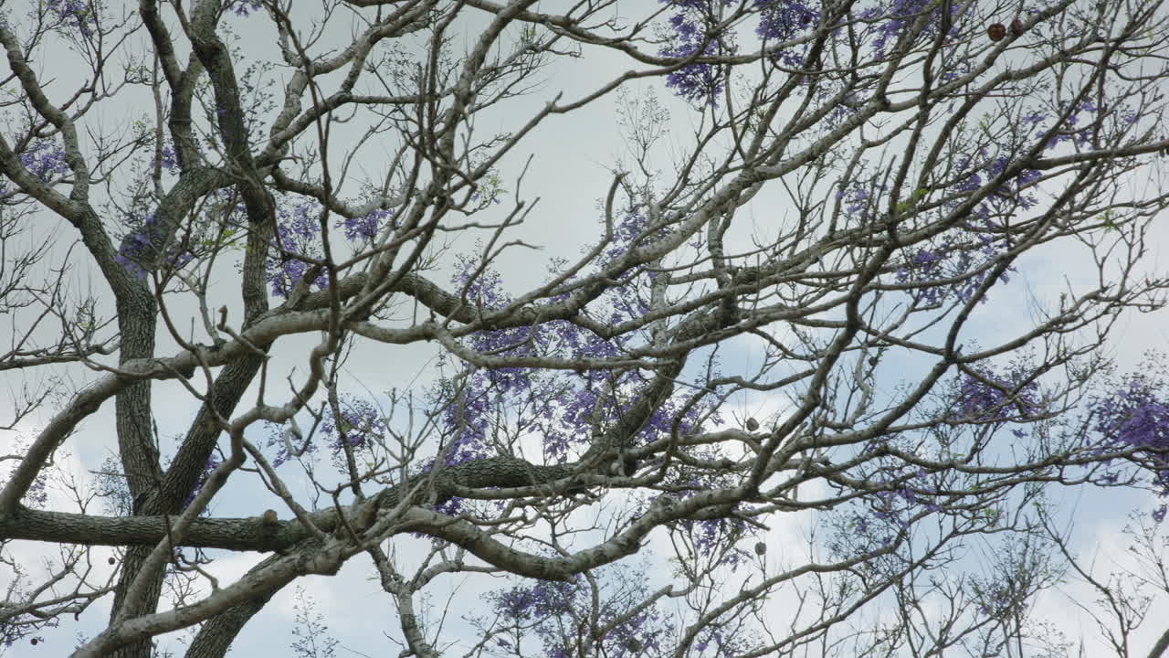 Slow motion looking up through a windy Jacaranda Tree canopy in bloom with clouds and blue skies in the background. The shot begins static but pans to the right slowly.