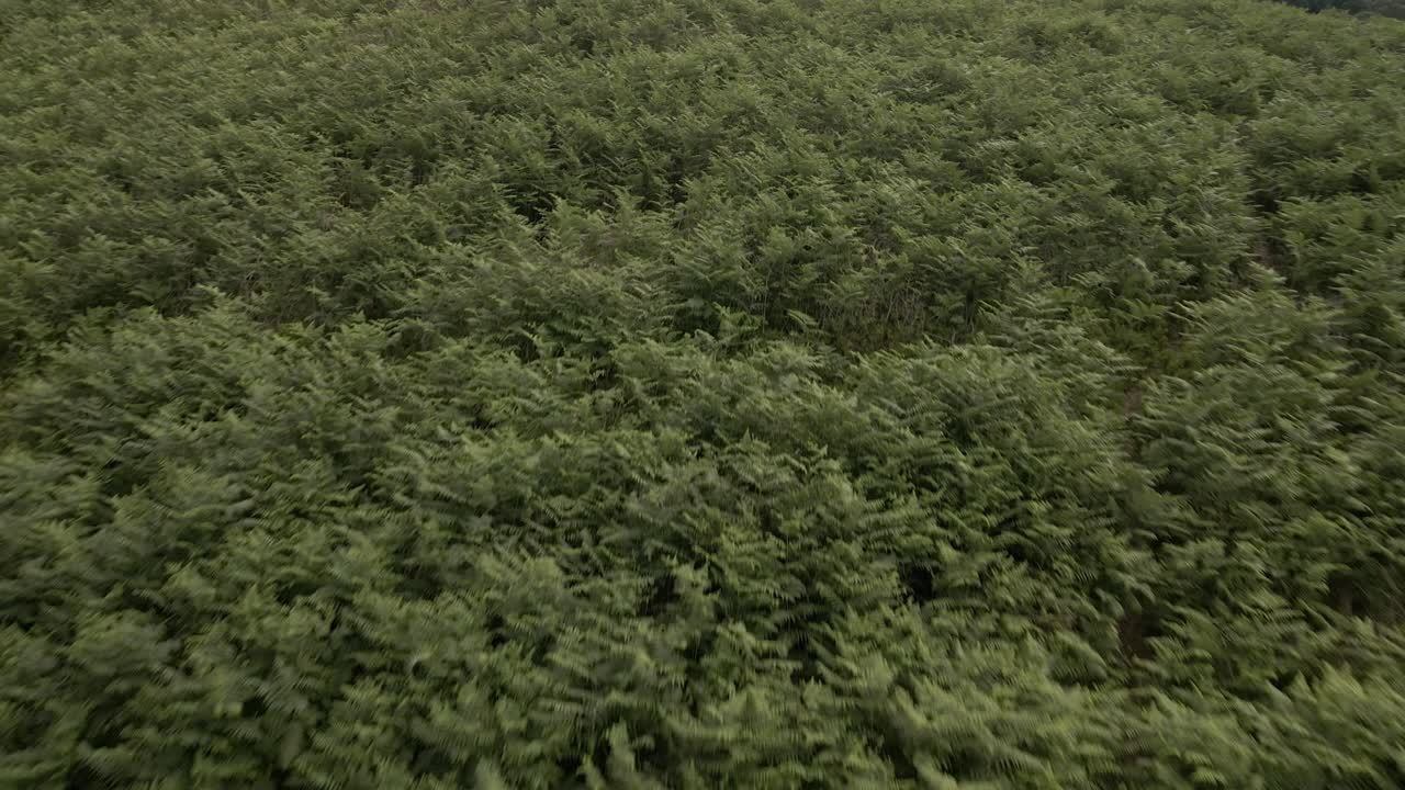 4k воздушные кадры показывают мостовые камни в лесу далби, северный йоркшир