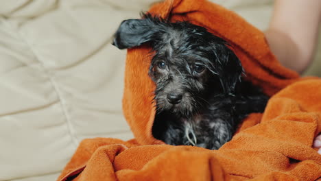 towel drying black puppy