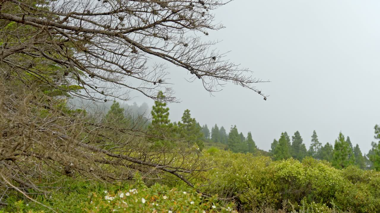 Tenerife's lush foliage and trees in serene beauty