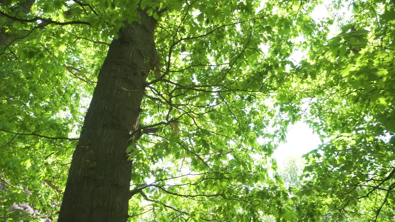 Sliding truck shot looking up in dense green forest, sunny day