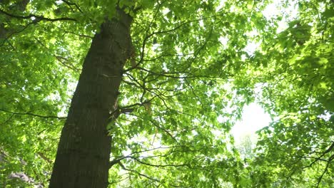 Sliding-truck-shot-looking-up-in-dense-green-forest,-sunny-day