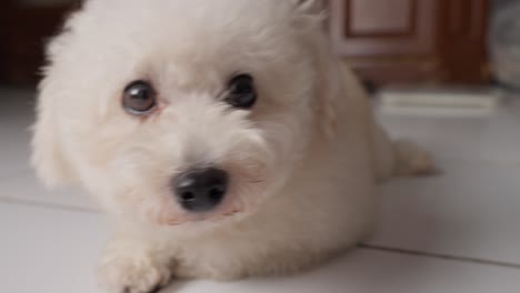 Caniche-Toy-Blanco-Arreglado-Relajándose-Casualmente-En-El-Suelo-De-Baldosas,-Con-La-Mano