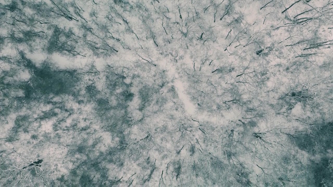 Vista aerea dall'alto di una foresta invernale innevata