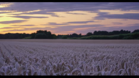 puesta de sol sobre un campo de trigo