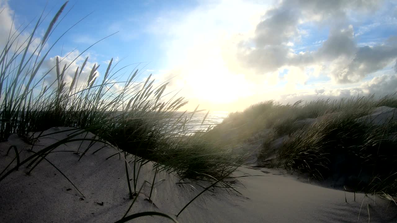 Sand dunes with dune grass in the storm of the North Sea, hiking dunes, dike protection, Sondervig, Jutland, Denmark, 4k