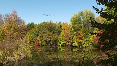 Los-Colores-Del-Otoño-Están-En-Plena-Floración-En-Boise,-Idaho-En-Un-Parque-Con-Un-Estanque-Y-Gansos-Volando-Por-Encima