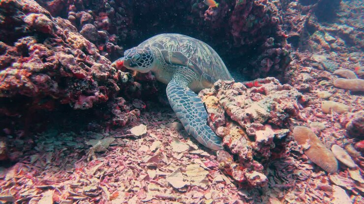 Close up green sea turtle sitting on ocean floor