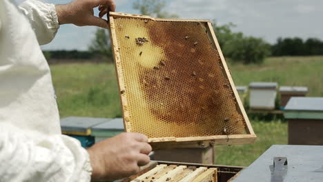 beekeeper with beehives and honeycomb. beekeeper is working with bees and beehives on the apiary.