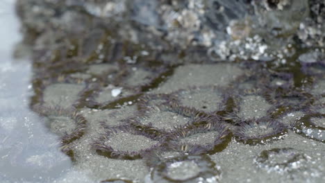 close up sea anemone in clear ocean water tide pool