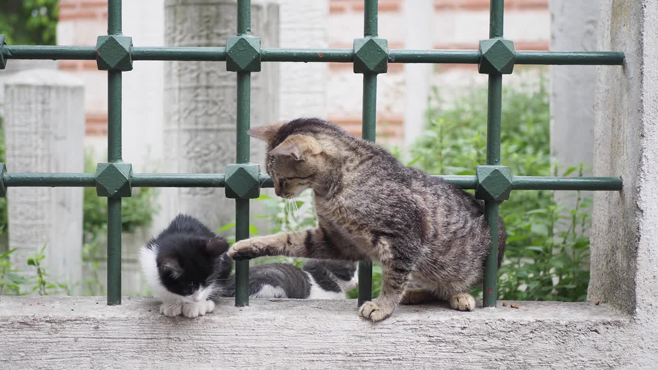 dos gatos en una valla en un cementerio histórico