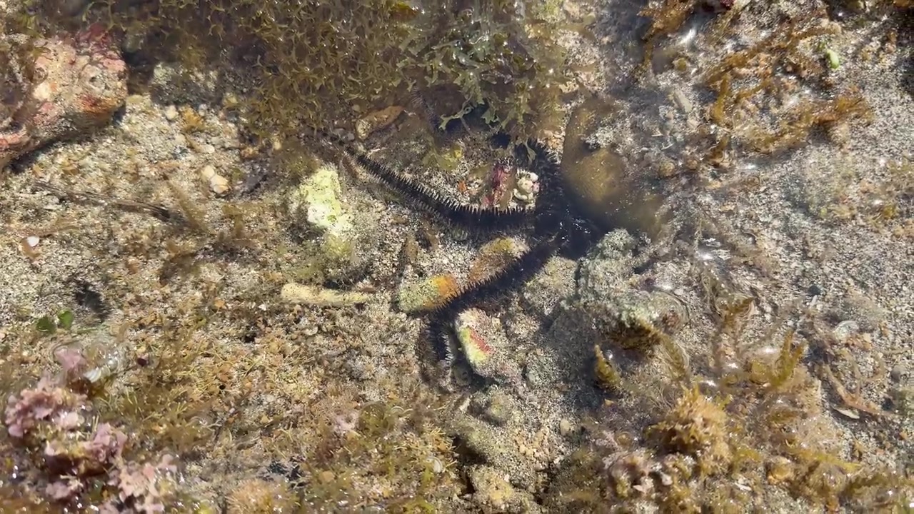 Ofiura che si muove in una pozza di marea tropicale poco profonda