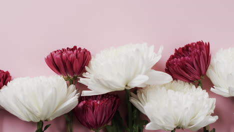 video de flores rojas y blancas y espacio de copia en fondo rosa