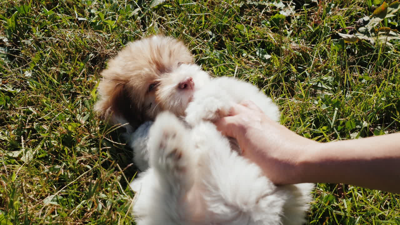 jugando con un cachorro en la hierba verde