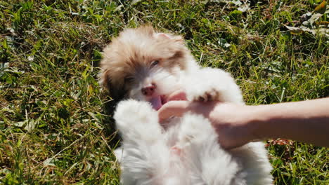 playing with a puppy on green grass