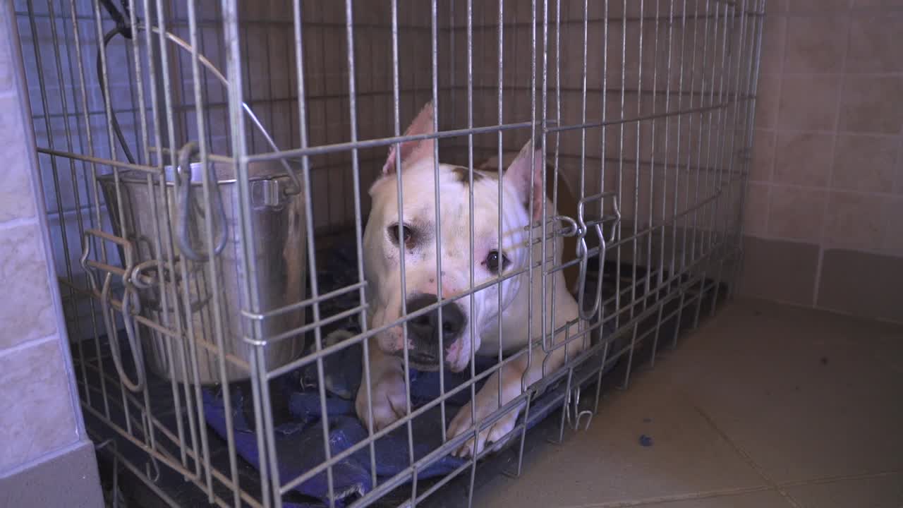 우리 안에서 바라보는 순종 케인 코르소 개