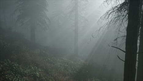 coniferous forest backlit by the fising sun on a misty