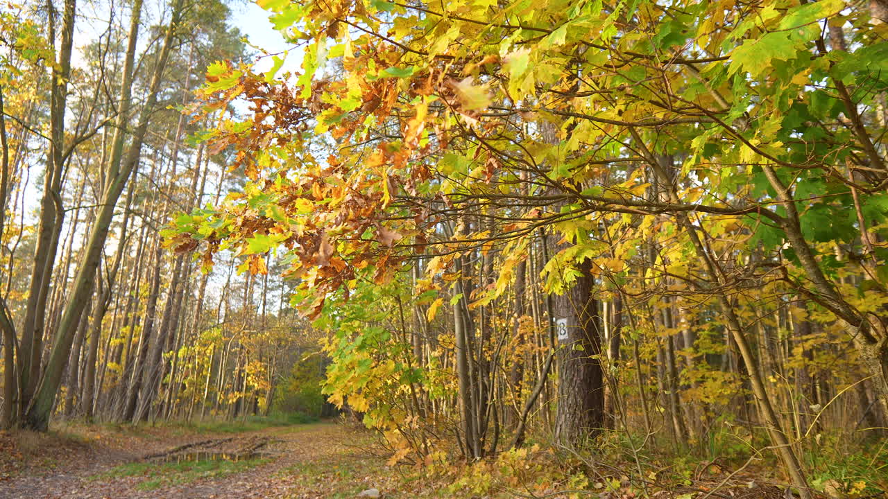 camino del bosque alineado con árboles, sus hojas que muestran el espectro completo de colores de otoño