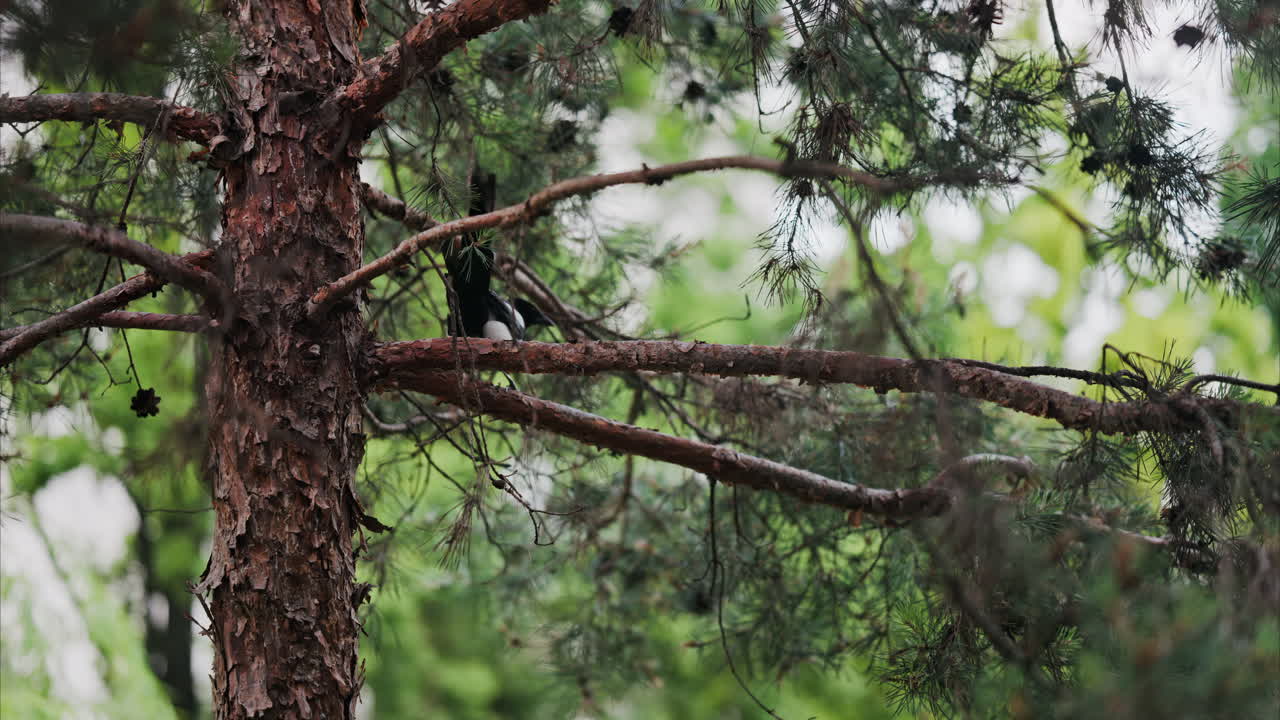 An Eurasian magpie sitting in a pine tree in the park