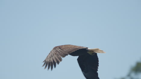 eagle catching fish in the ocean in canada