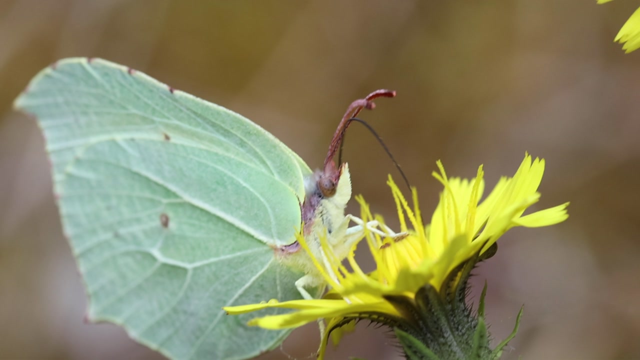Closeup of a Brimstone Butterfly, Gonepteryx rhamni, feeding on a yellow flower in the Picos de Europa National Park, Autumn. Spain.