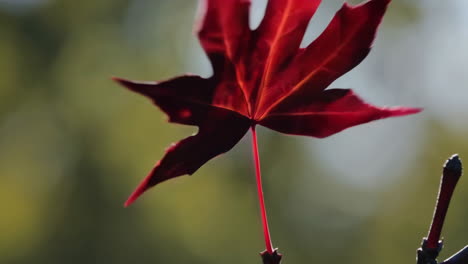 hojas de arce rojo