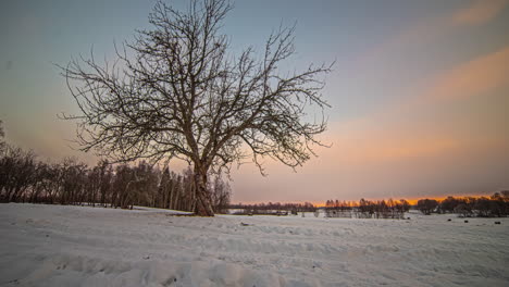 lapso de tiempo de un árbol en un paisaje de invierno cubierto de nieve