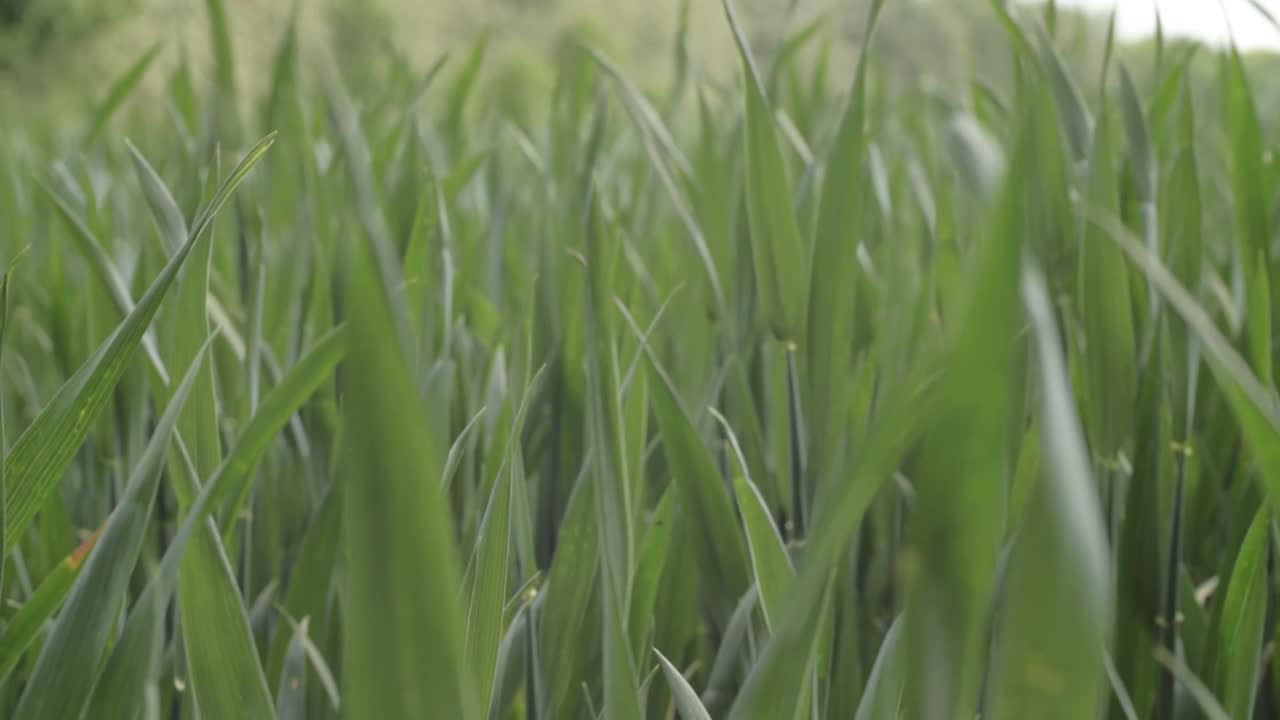 Young green wheat crops on farmland medium tilting shot