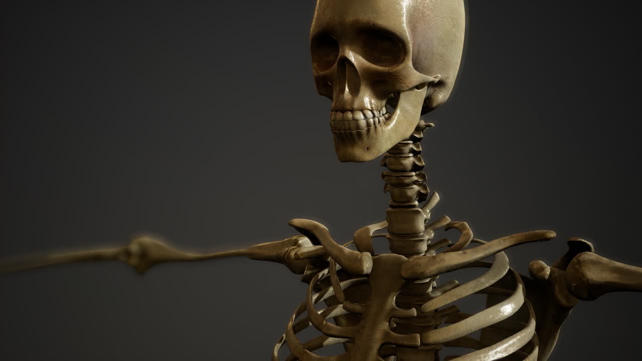 인간의 골격의  ⁇