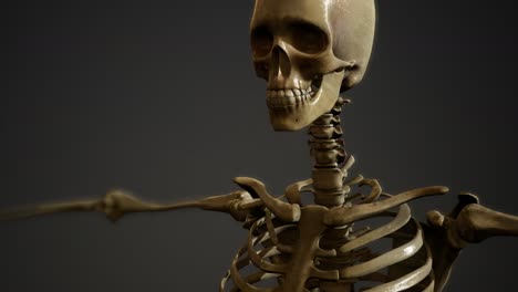 bones-of-the-Human-skeleton