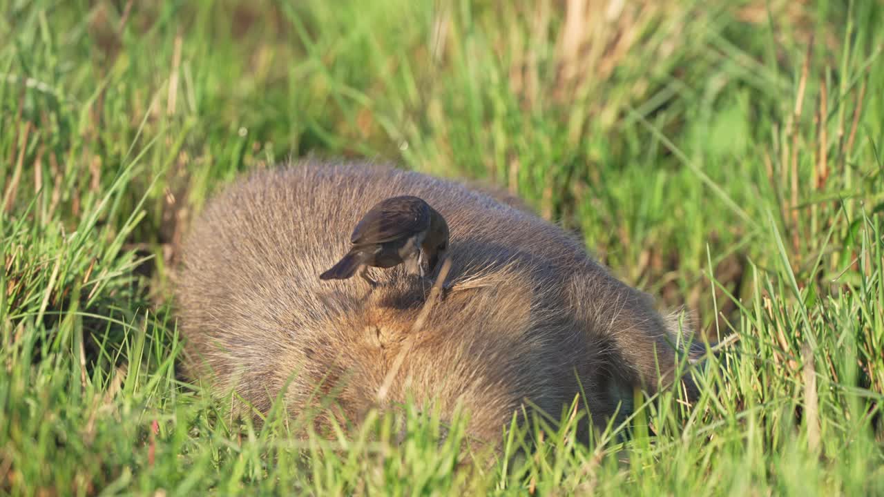 Close-up of Shiny Cowbird walking and pecking atop a resting capybara’s back in lush green wetland grass, Corrientes, Argentina.