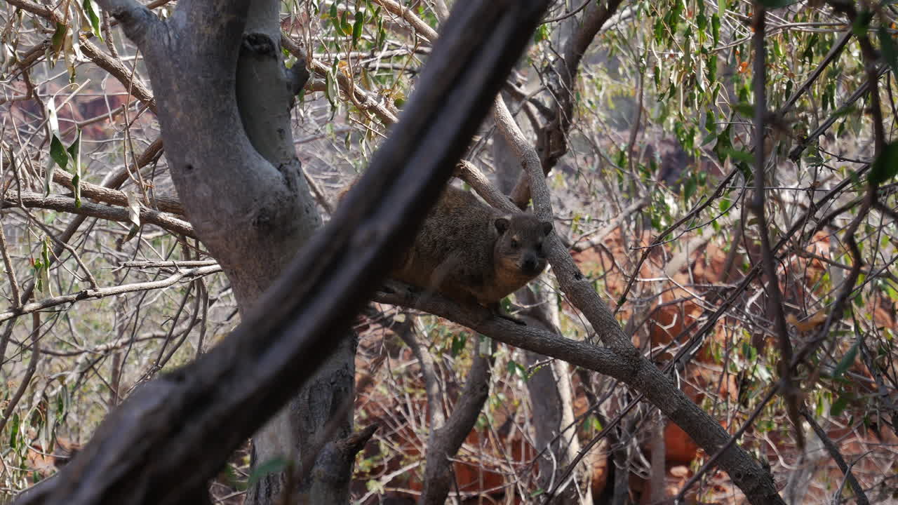 가로 질러 패닝하는 나무의 dasher 포유류