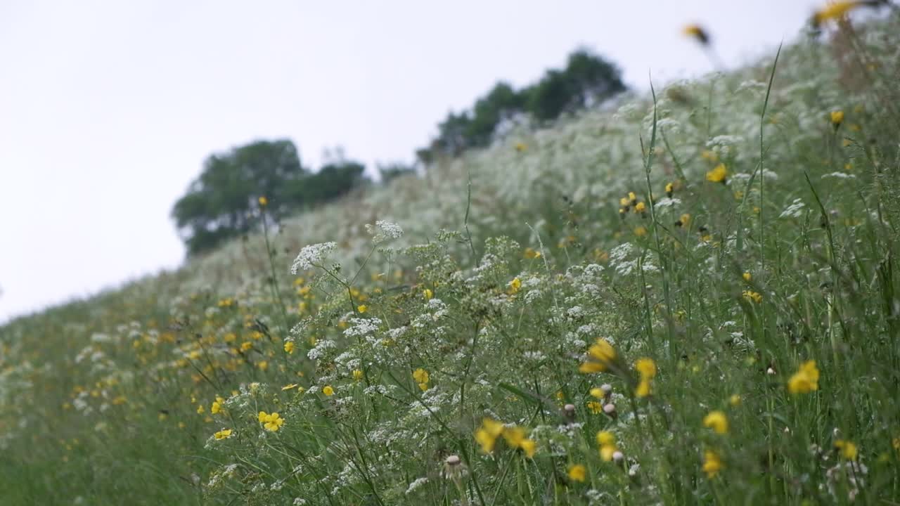 알프스의 안개가 자욱한 변덕스러운 날씨 동안 꽃 초원